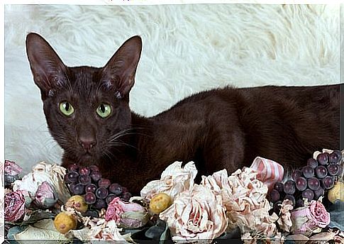 Havana Brown cat among the flowers 