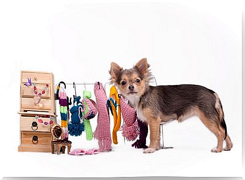 clothes-for-dogs