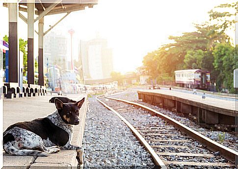 Heartwarming stories of dogs loyal to the end