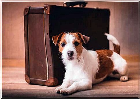 Moving with pets: useful tips