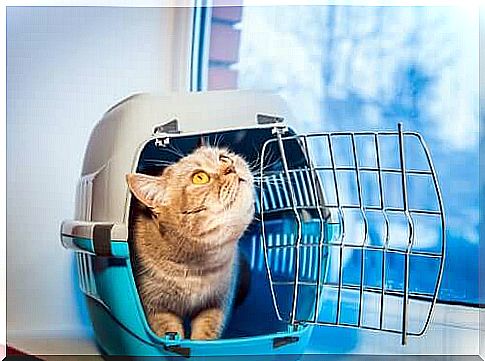 Moving with pets: cat coming out of a blue carrier.