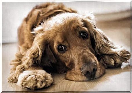 Dog lying on the floor.