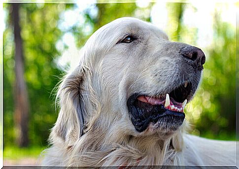 E' pericoloso tagliare i baffi al cane