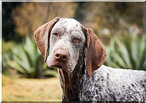 a spotted dog looks with his head tilted