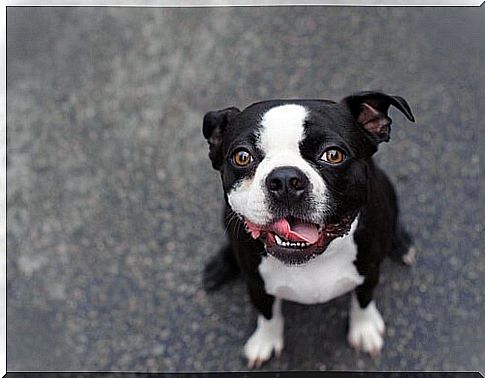 a black and white little dog looks up