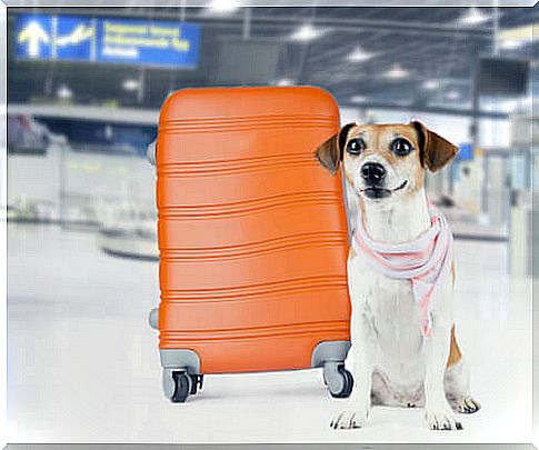 New York Airport creates a pet terminal