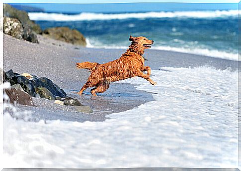 safety-dogs-beach