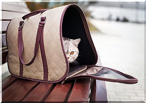 cat-in-bag