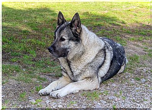 an adult gray Norsk elghund lying on a meadow