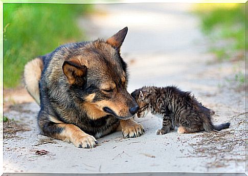 Dog and kitten