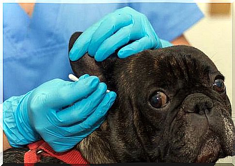 Otitis in dogs: what are the causes and how to treat it?