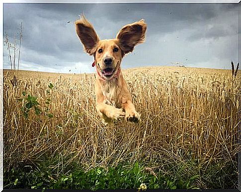 Dog running with ears highlighted.  Otitis in dogs.