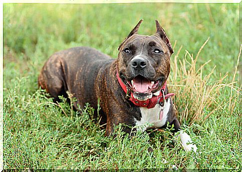 staffordshire-bull-terrier