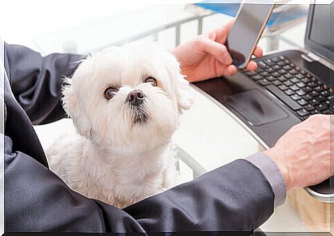 Pet friendly university: take your dog to work