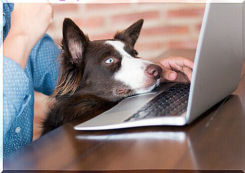 dog-looks-at-the-computer