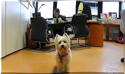 dog-in-office