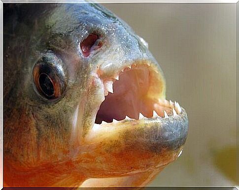 Piranha - the most feared and unpredictable fish