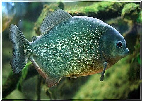 an example of a blue-green Piranha