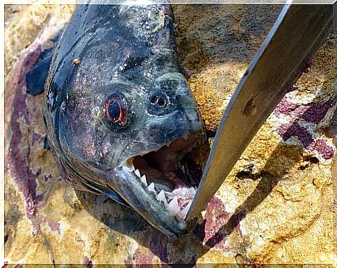 a Piranha with his mouth open by a knife