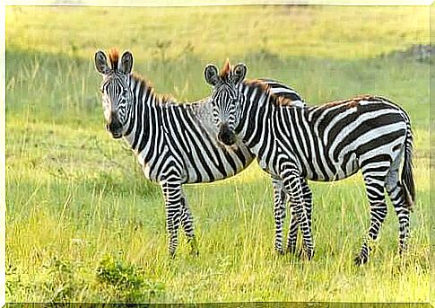 Plains zebra: characteristics and habitat