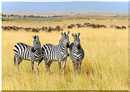 Zebras in the savannah.