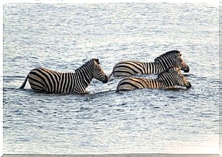 Plains Zebra: Zebras at the ford.