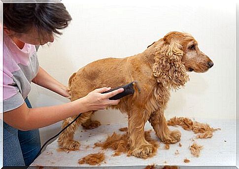 girl shearing cocker dog