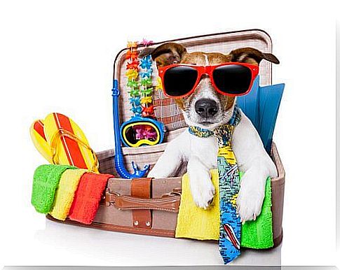 a little dog with glasses in a suitcase