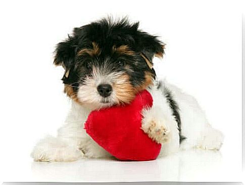 Protect your dog's heart health with 6 tips