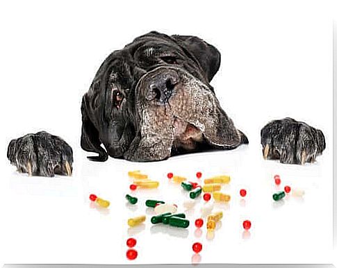 Medicines for dog heart disease.