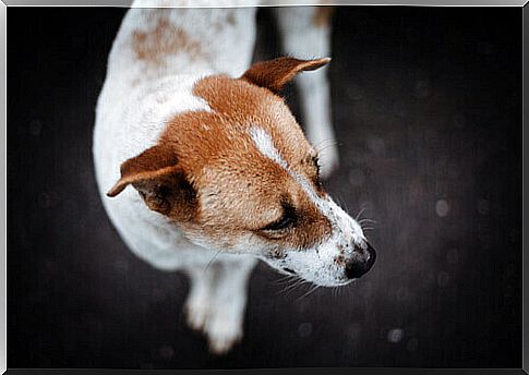 Rescued undernourished dog while the owner was on vacation