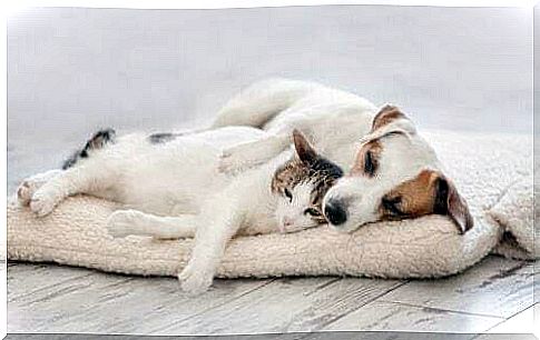 Dog and cat sleeping.