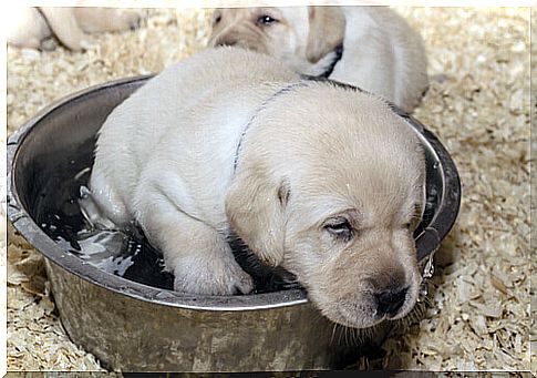 Two puppies abandoned in the garbage saved