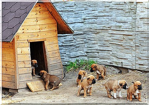 puppies-of-dog-and-kennel