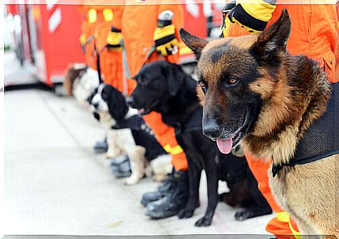 Search and rescue dogs: let's get to know them better