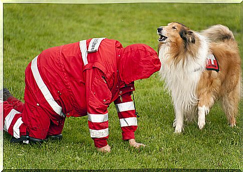 trainer with red uniform and collie on the meadow