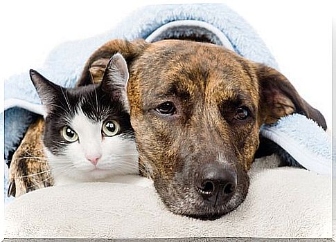 Side effects of anti-inflammatories in dogs and cats