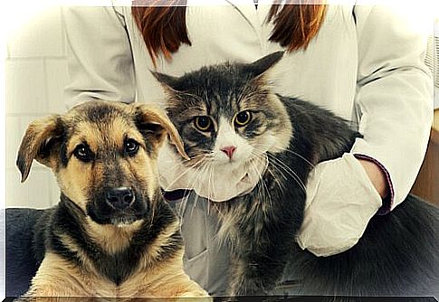 a vet with dog and cat