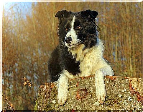 a border collie warms up in the autumn sun in a park