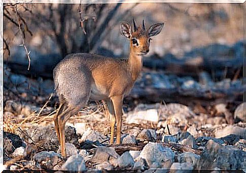 Silver dik-dik: protection and protection