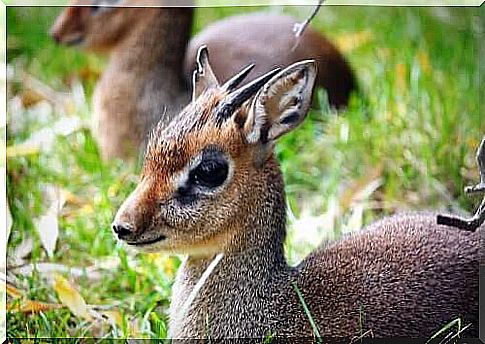 Dik-dik madoqua