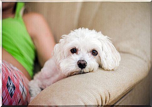 Sleeping with an animal helps to induce sleep