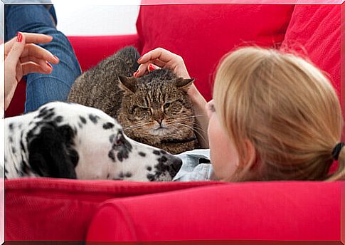 dog-cat-and-girl-on-the-couch