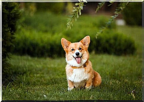 Welsh Corgi pembroke