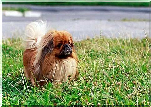 Pekingese