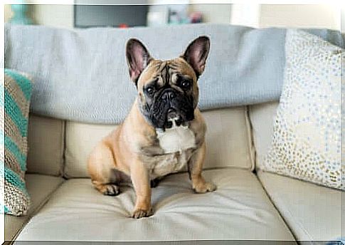 French Bulldog