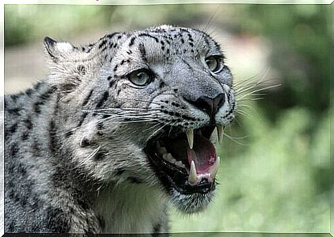 Snow leopard bares its teeth