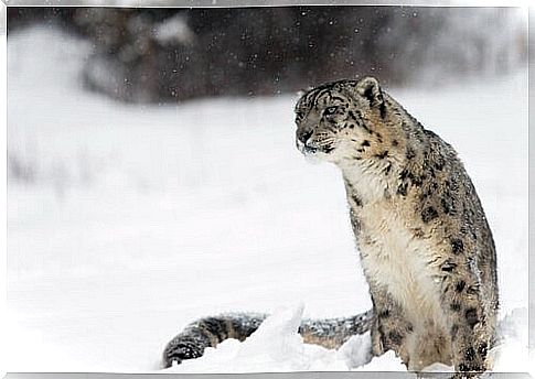 a snow leopard sitting on the snow