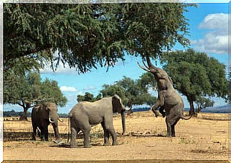 An elephant that stands up on its hind legs can rise several meters.