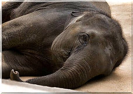 The restraining of animals is one of the problems that special installations for elephants have to solve.